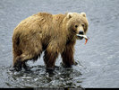 National Geographic Wallpapers 042
