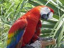 PARROT1