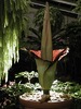 Amorphophallus titanum2