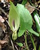 arum maculatum - rodul pamantului