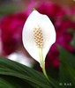 Spathiphyllum