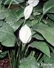 spathiphyllum1