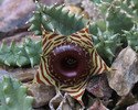 Huernia-brevirostris