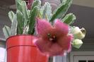 stapelia2