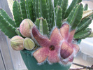 Stapelia Gigantea 2