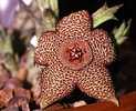 Stapelia mutabilis