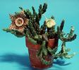 Stapelia_MF