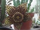 stapelia_variegata