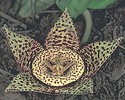 Stapelia-lepida2