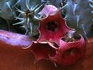 Huernia macrocarpa