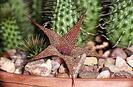 Huernia pillansii