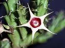 Huernia verekeri