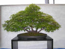 acer japonica 6