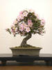 azalea2_lg