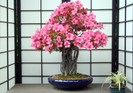 azalea7-16