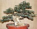 buxus_20031207_01