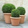 buxus_bol