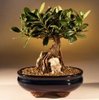 ficus microcarpa1