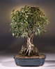 ficus philippinensis)