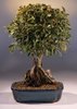 ficus philippinensis)1