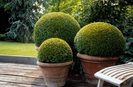 okt-buxbom-buxus