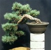pinus silvestris