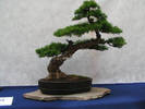 pinus sylvestris bonsai
