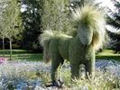 topiary-horsey