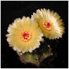 180notocactus_campestris