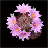 192_mammillaria_shurliana