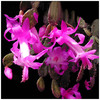 347Epiphyllanthus_obvatus