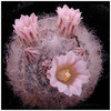 355Mammillaria_aureilanata