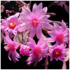 380_rhipsalidopsis_rosea
