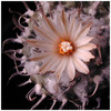 395_turbinicarpus_klinkerianus