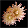 497neochilenia_simulans