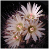 498neochilenia_sp