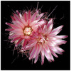 526Horridocactus_heinrichianus