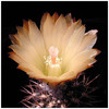 527Neochilenia_deherdtiana