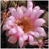 544gymnocalycium_saglione