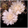 586gymnocalycium_joossenzianum