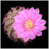 587echinocereus_pulchellus