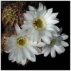 643echinopsis_sp