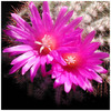 650notocactus_purpureus
