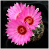 1535thelocactus_schwarzii