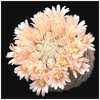 1609mammillaria_magallanii