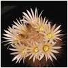 1616mammillaria_pennispinosa