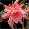 1988epiphyllum_rainbow_hybrid