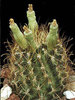 Ancistrocactus-scheeri