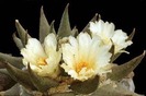 Ariocarpus-trigonus