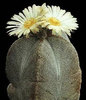 Astrophytum-myriostigma-v-potosinum